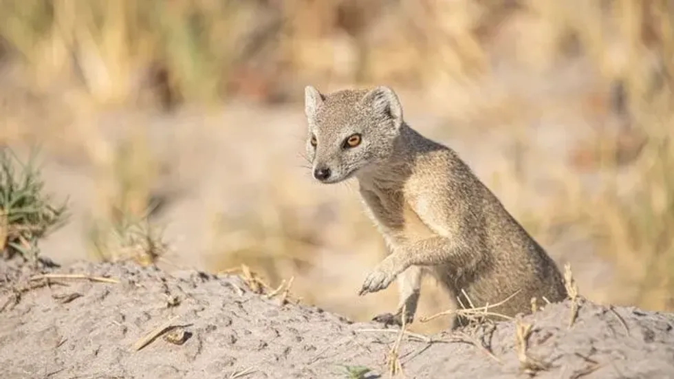 The article on "are mongoose dangerous?" will surely fascinate you and all animal lovers!
