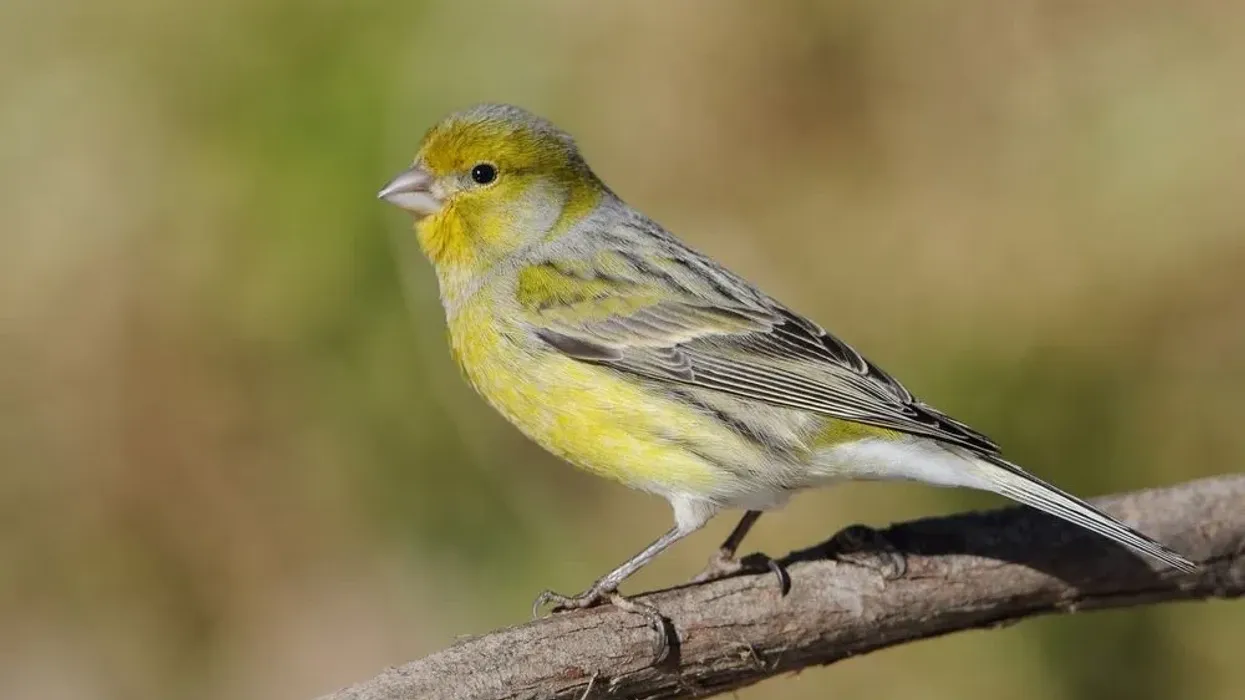 The Atlantic Canary facts these birds have a pale pink beak and brown legs