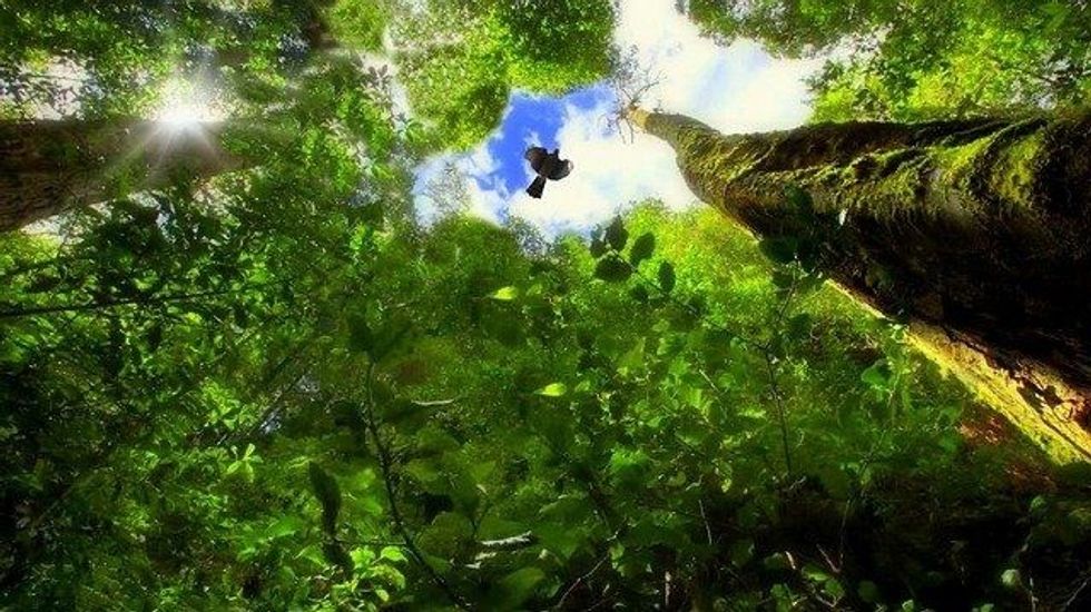 The Atlantic Forest South-East Reserves are found along the border of Argentina and Uruguay.