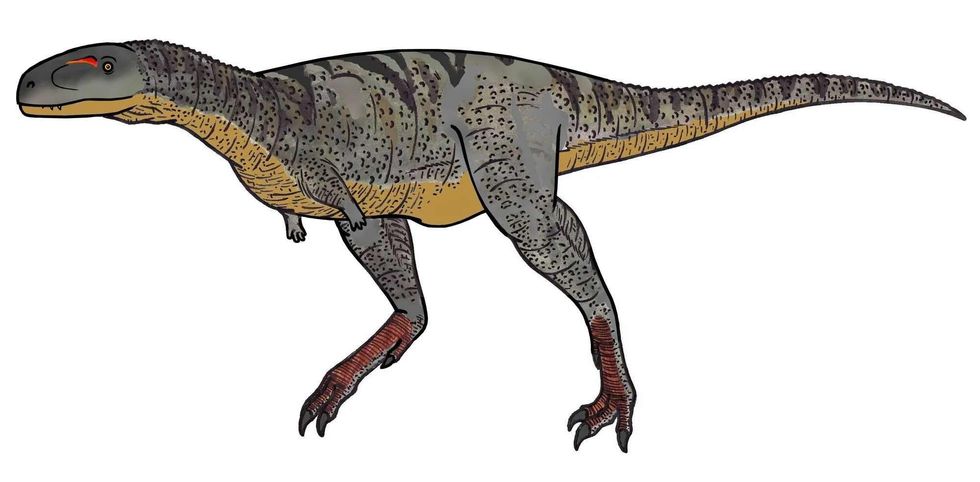 The Aucasaurus is an Abelisaurid Theropod that was discovered in the late Cretaceous era of the Anacleto formation in Argentina