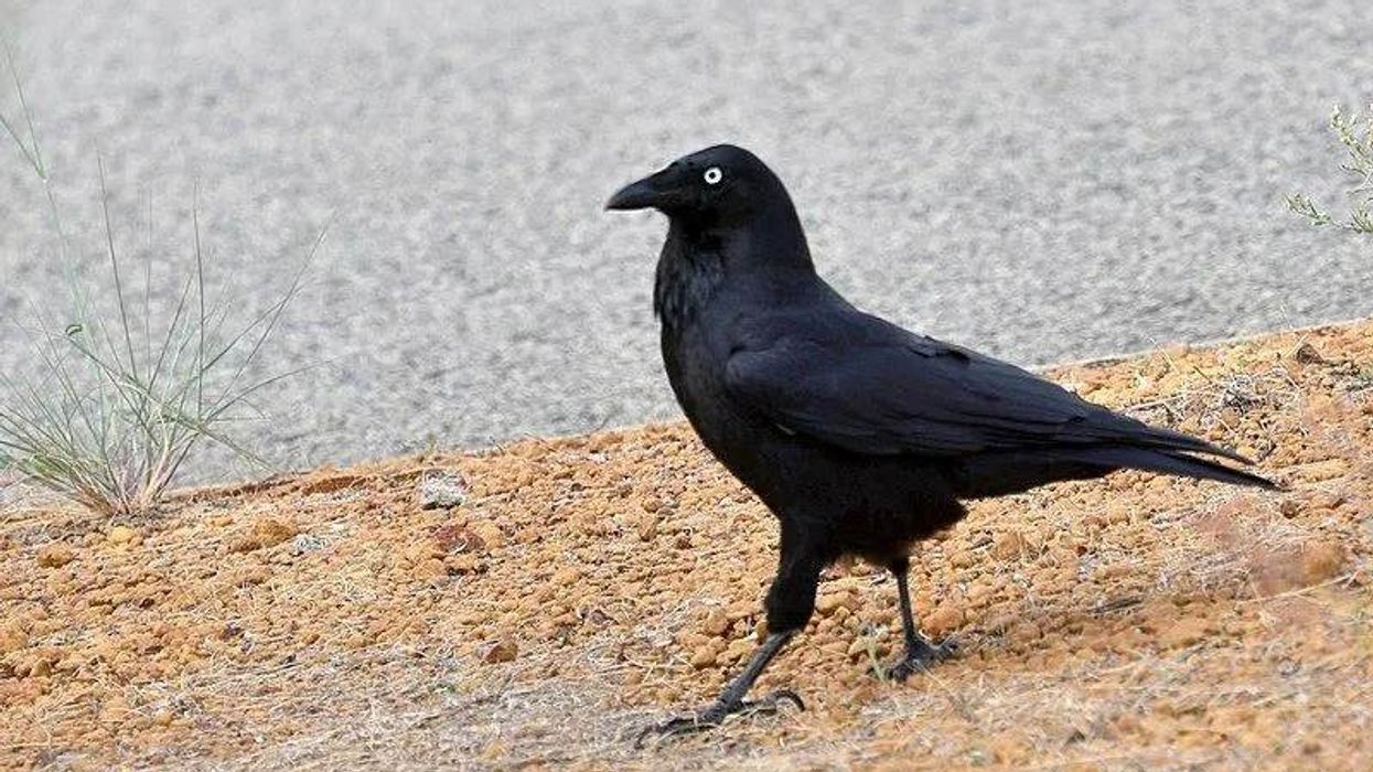 The Australian raven facts about the largest species in Corvidae family.