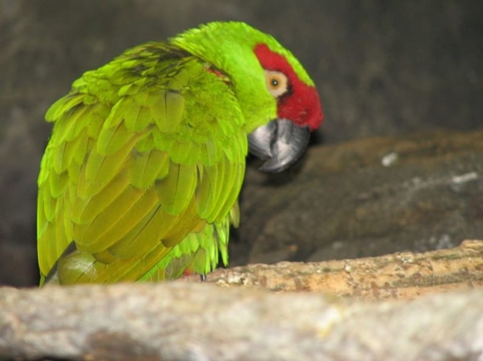 Fun Thick-Billed Parrot Facts For Kids | Kidadl