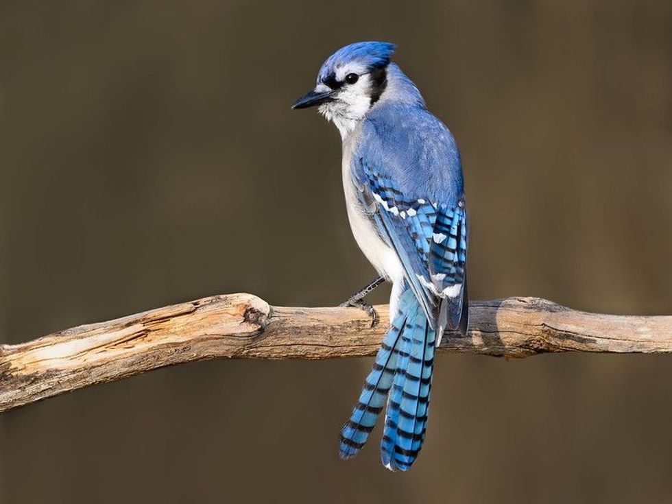 The backside of a blue jay bird on a branch.