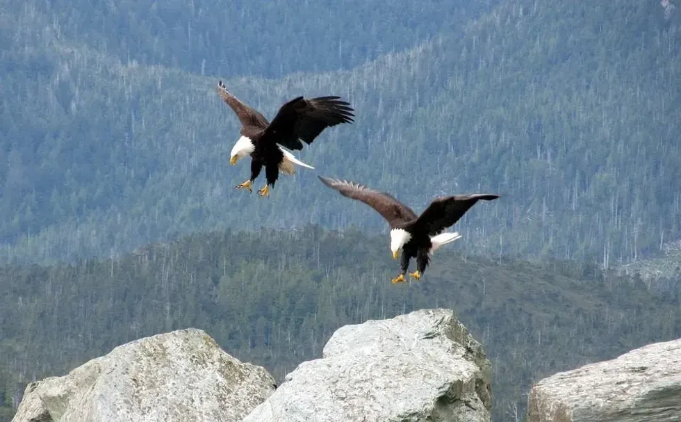The bald eagle is the United States of America's national bird.
