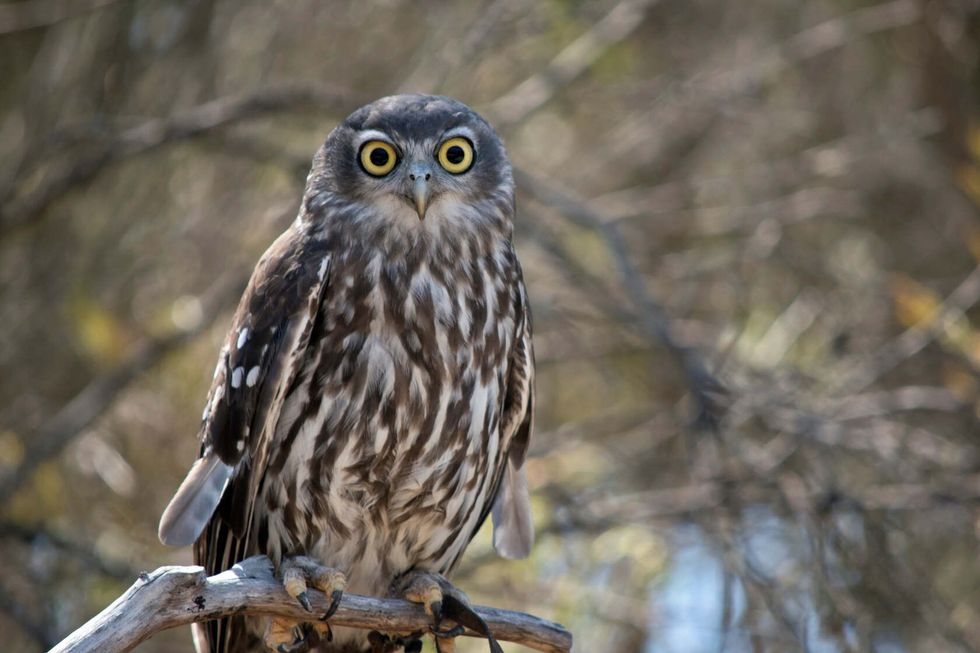 The barking owl standing on a tree branch.
