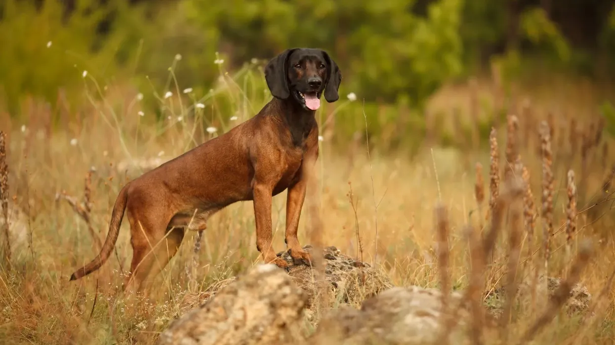The Bavarian mountain scent hound is quite the escapist and very good at digging burrows or pits into the ground. Read on to discover interesting Bavarian mountain scent hound facts that you're sure to love!