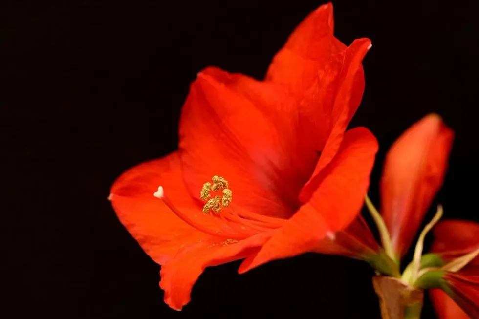 The beautiful Amaryllis flower! Read on to learn Amaryllis facts.