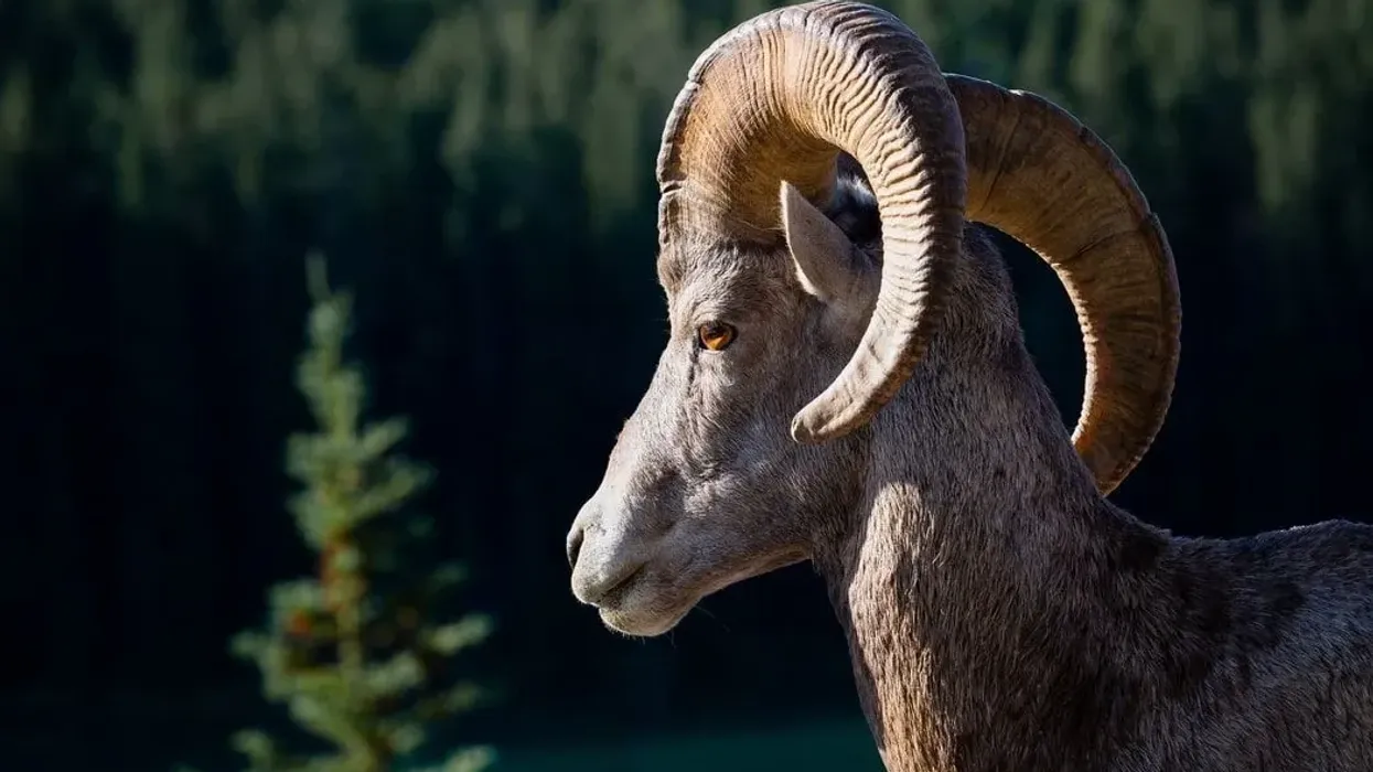 The beautiful bighorn sheep ewe is often confused for its relative the goat due to the lack of bighorns.