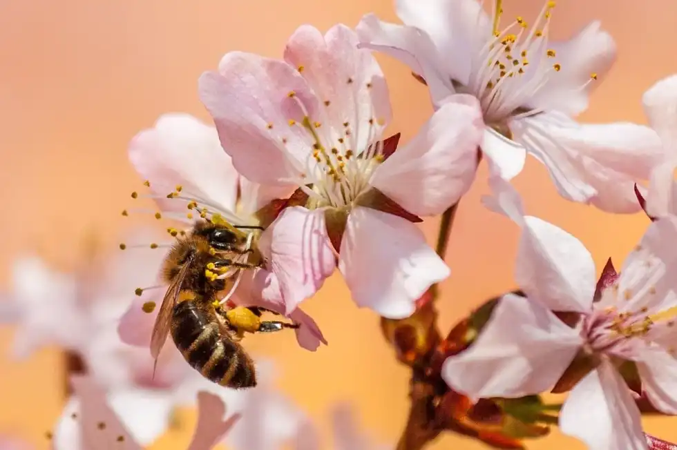 The bee is seen in a beautiful hue of yellow, and the color has been often paired with the insect. Here are some bee facts for you to enjoy!