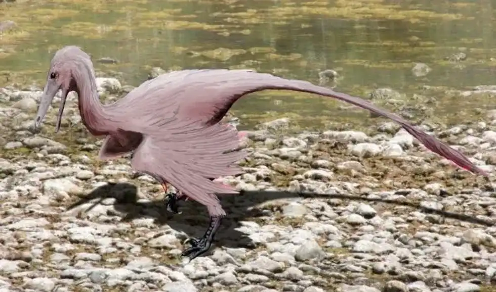 The best 15 Buitreraptor facts you will ever read.