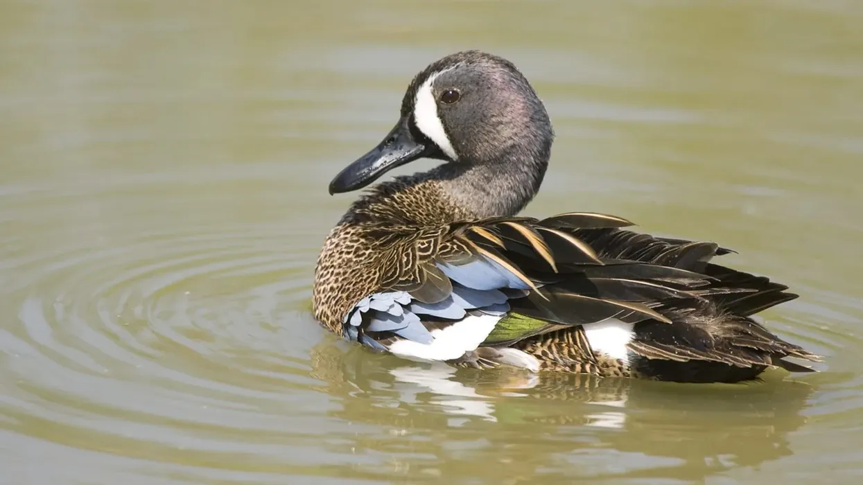 The best Blue-Winged Teal facts include one that these birds migrate all the way to the north during spring. This is known as the spring migration.