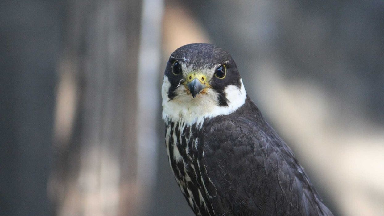 The best Eurasian hobby facts that you will ever read.