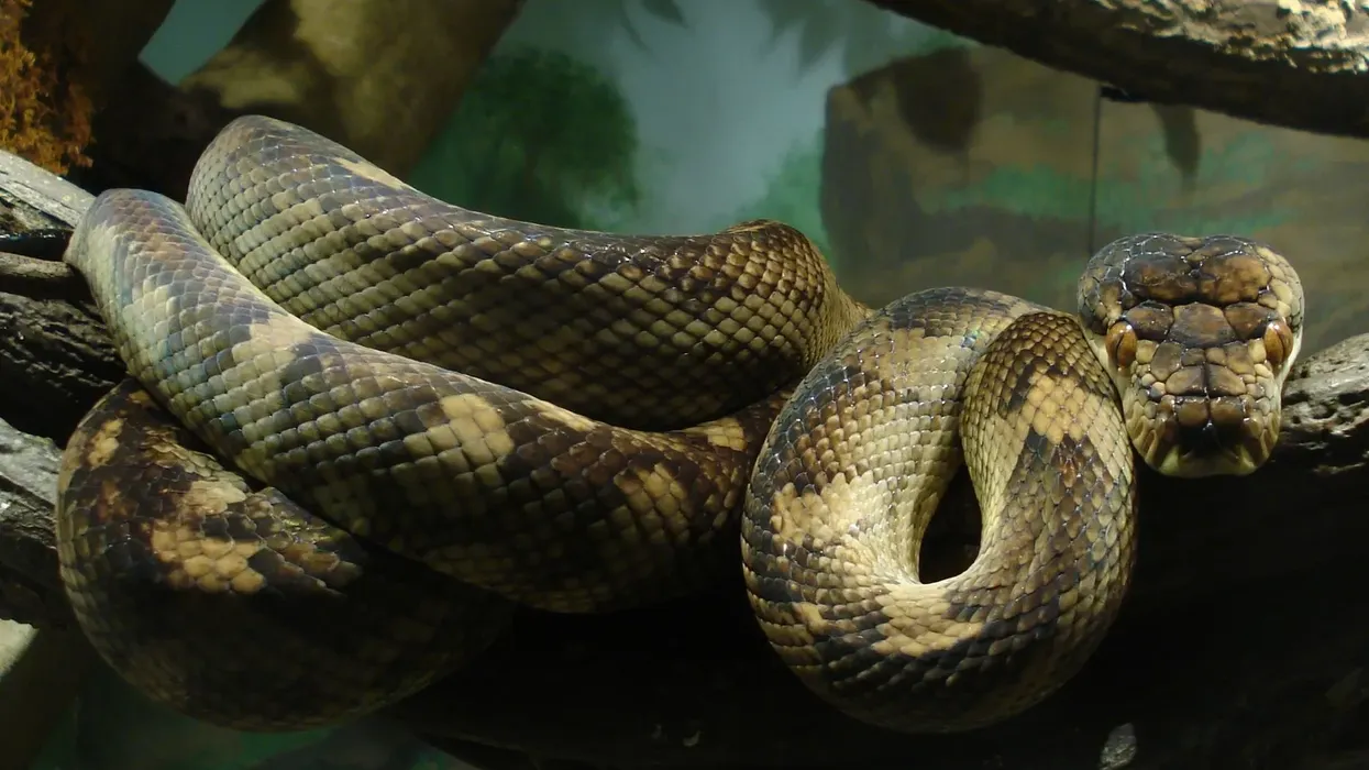 The best set of amethystine python facts that you did not know about