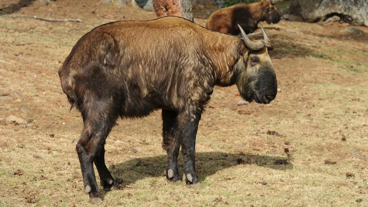 The Bhutan Takin looks like a mini yak and is sometimes referred to as a goat antelope. Continue reading to discover more interesting Bhutan Takin facts that you're sure to love!