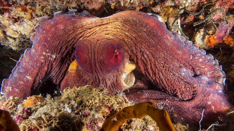 The big blue octopus nestled in coral reef