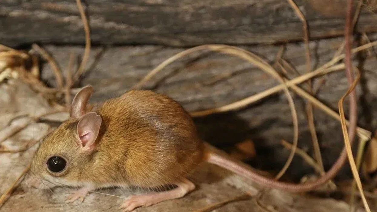 Hop Mouse Fun Big-eared Hopping Mouse Facts For Kids | Kidadl