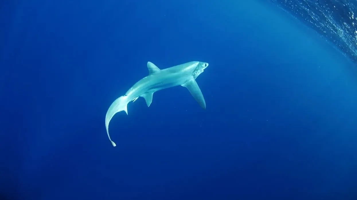 The bigeye thresher shark facts that you might enjoy.