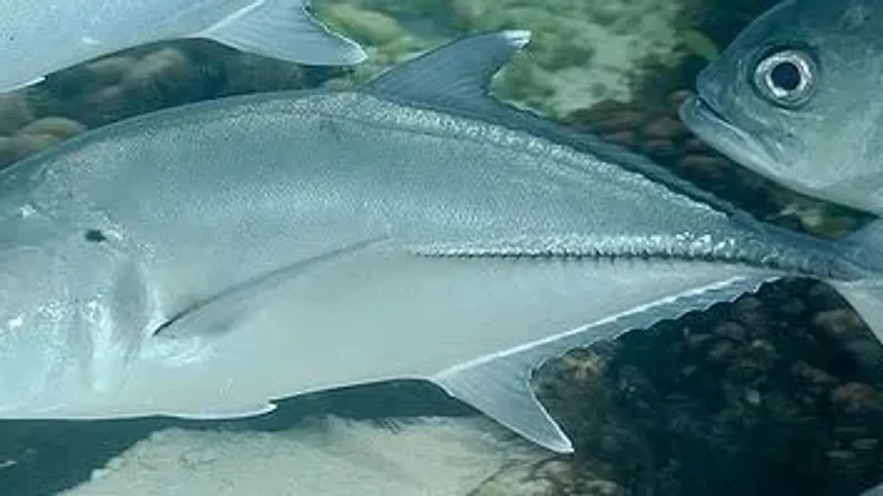 The bigeye trevally facts tell us that these fishes have an orange lobe