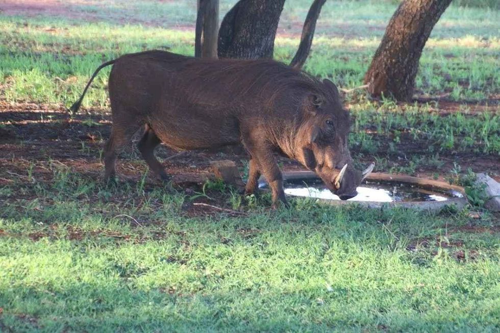 The biggest wild boar ever slaughtered weighed in at a mind-boggling 1,051 lb (476.7 kg)!