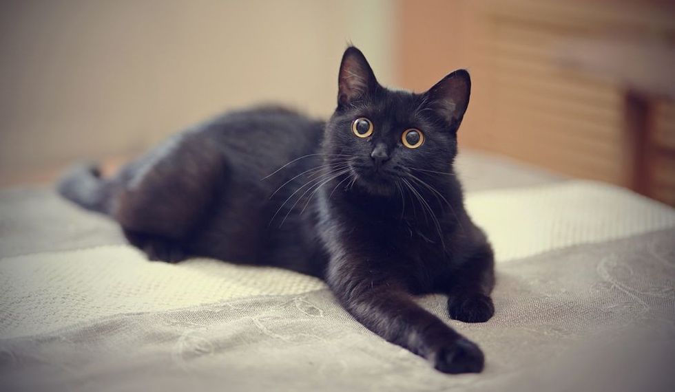 36 Best Black Cat Quotes Perfect For Feline Friends | Kidadl