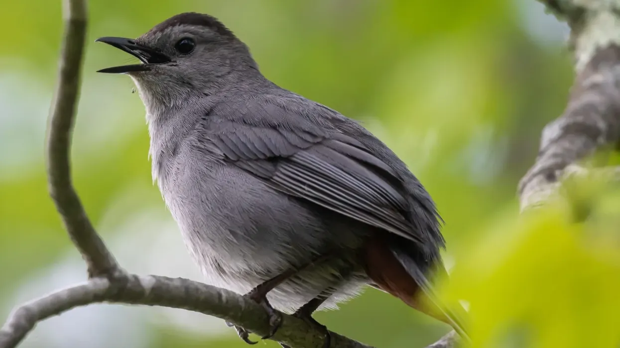 The black catbird facts are some of the most interesting ones around! How many do you know?