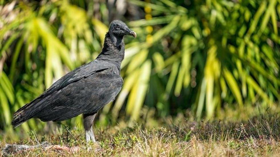 Fun Black Vulture Facts For Kids | Kidadl