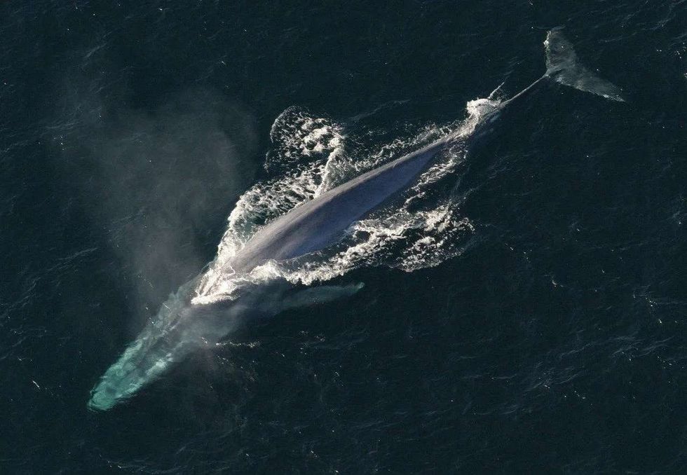 The blue whale brain is half used when it is sleeping.