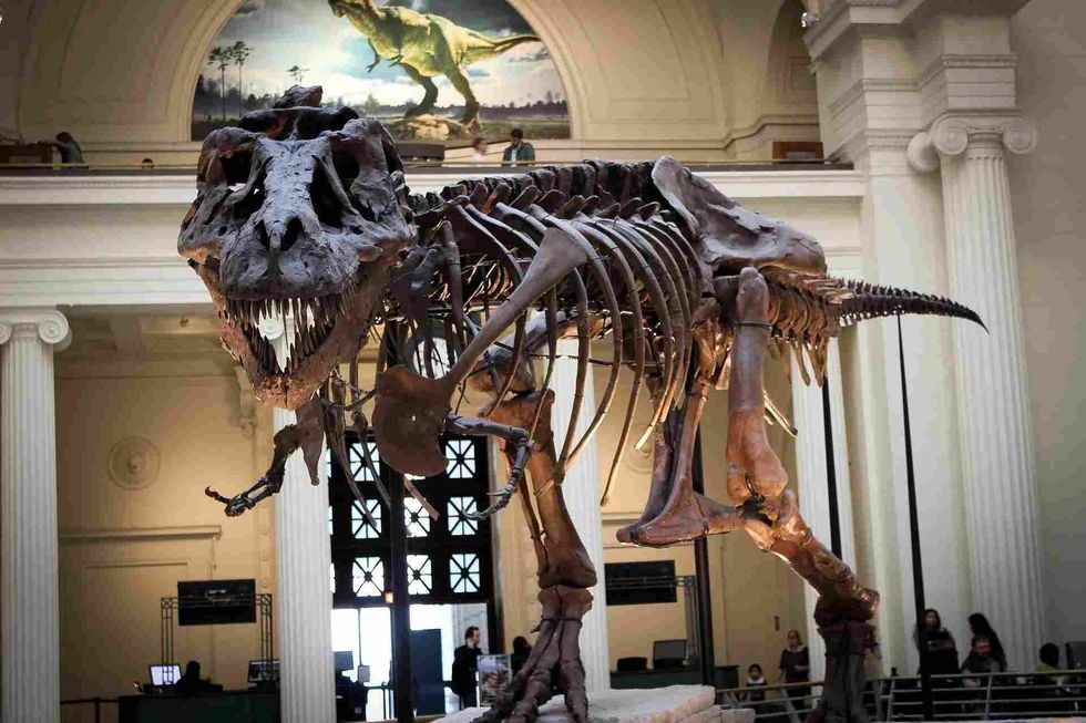 The bones need to be extracted from the ground