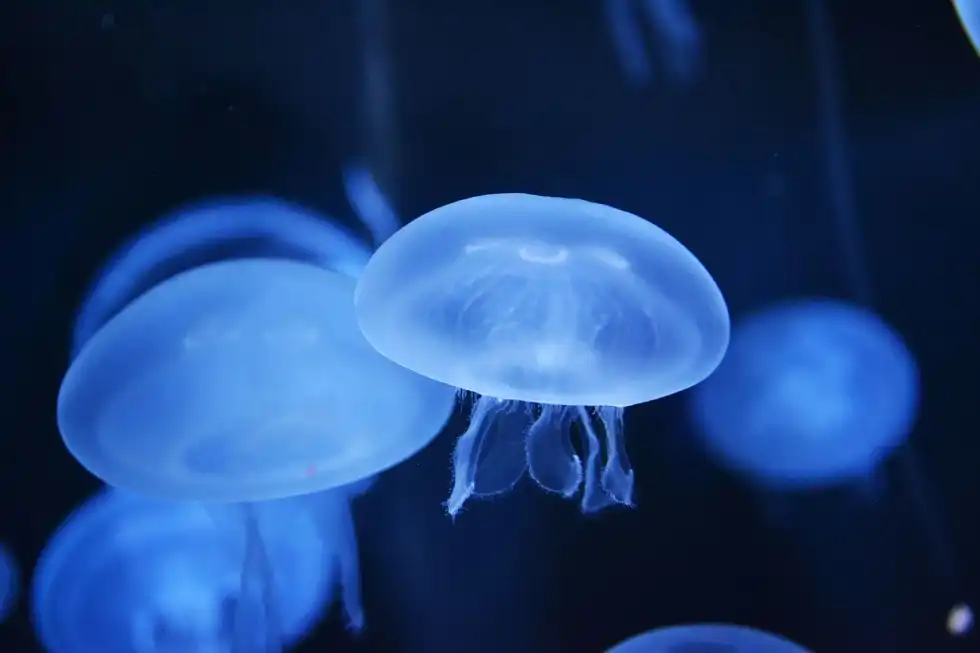 The box jellyfish is among the most dangerous sea creatures and is responsible for more human deaths on the Australian continent than any other species.