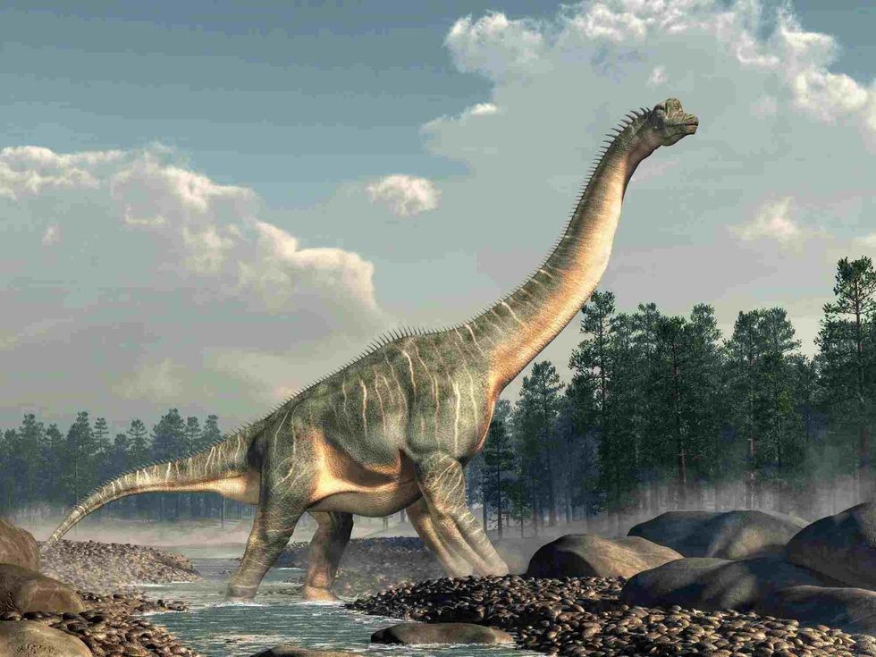 The Brachiosaurus altithorax lived in the Late Jurassic period