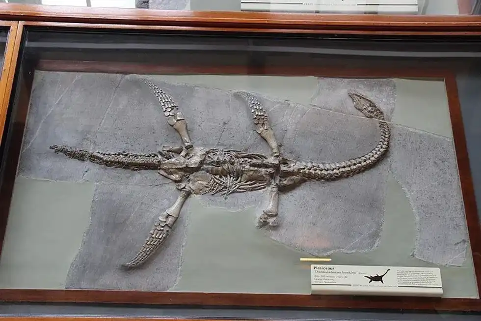 The Brancasaurus was a dinosaur that swam underwater in the clay pits of North Rhine-Westphalia.