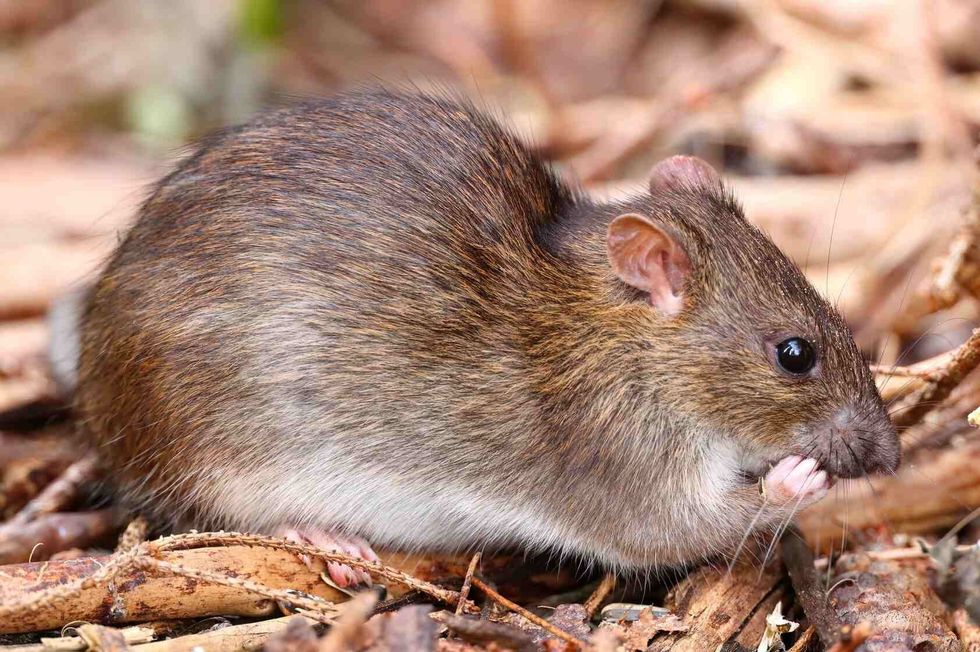 The brown rat.