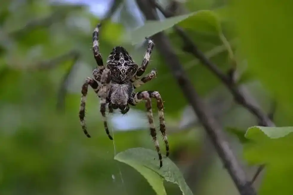 The brown recluse spider is one of the most poisonous spiders in Florida.