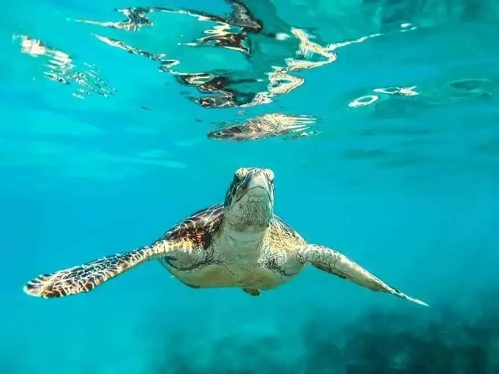 Cool Caribbean Sea Animals That You Definitely Need To Know About