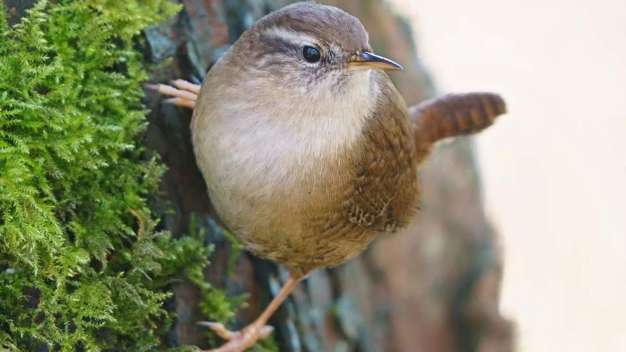 The Carolina wren is a popular bird species with interesting facts.