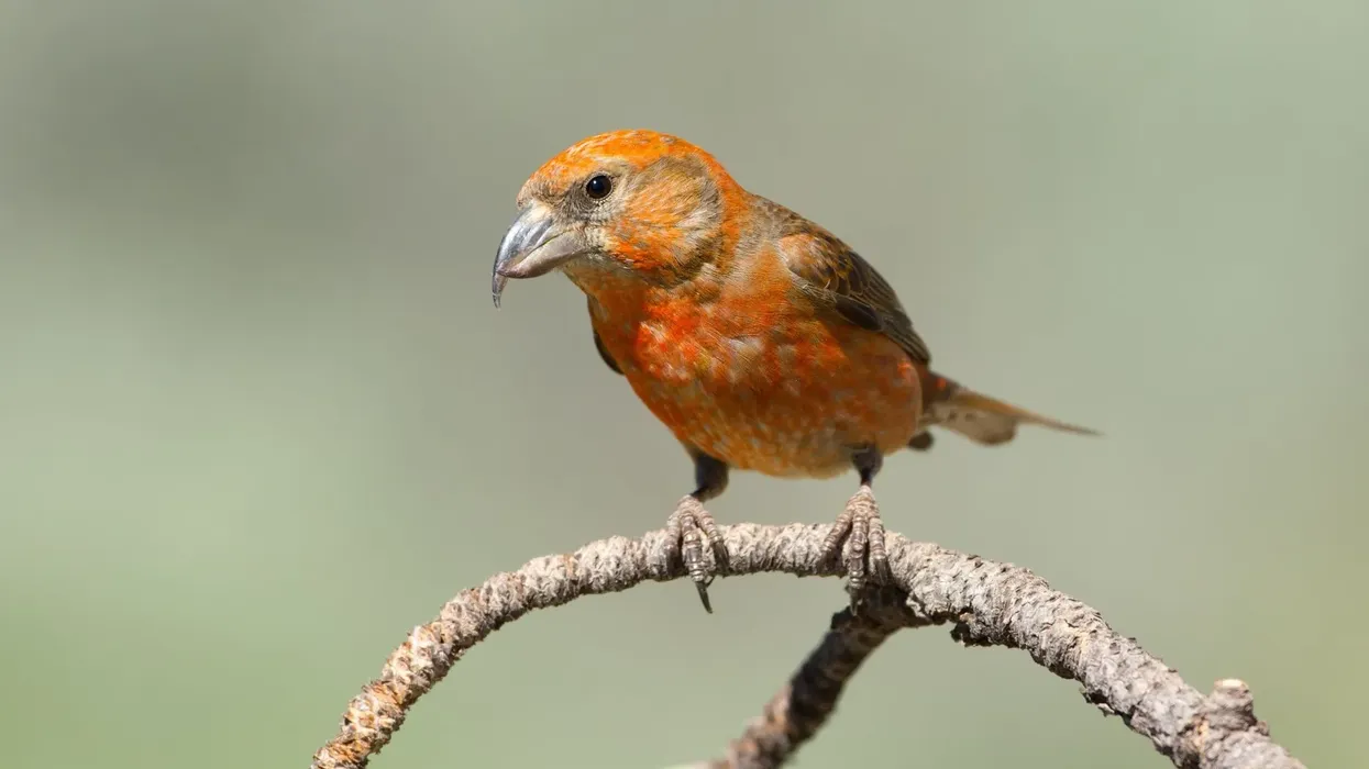 The cassia crossbill facts that you should know before following these populations of migratory birds.