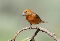 The cassia crossbill facts that you should know before following these populations of migratory birds.