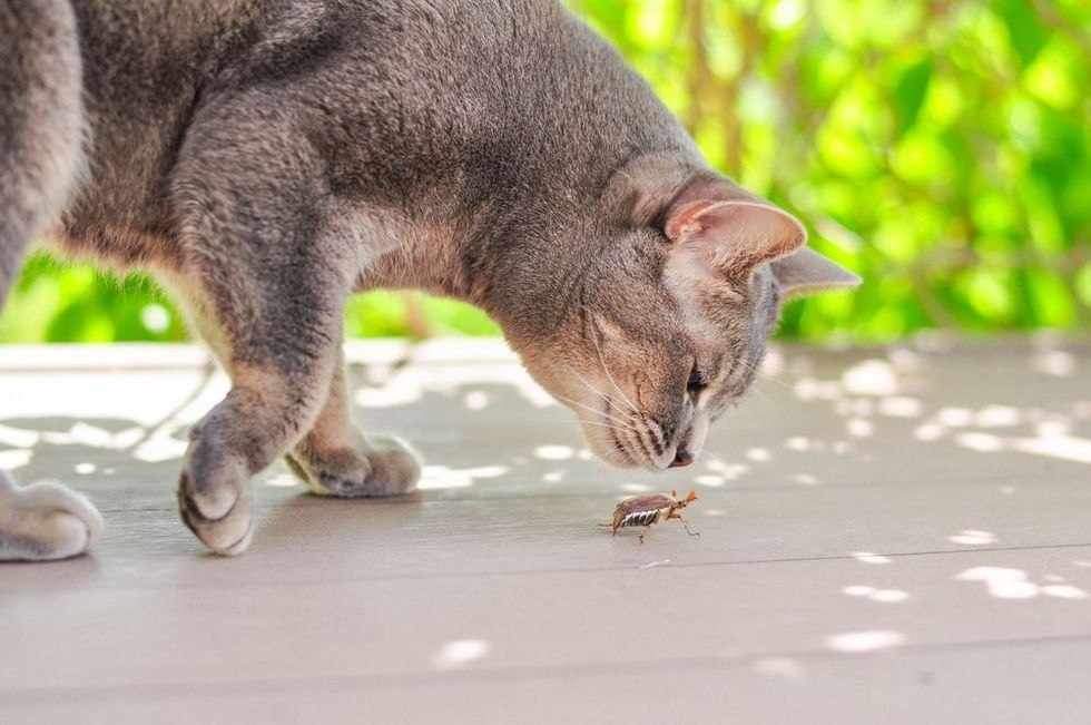 The cat sniffs the creeping May bug.