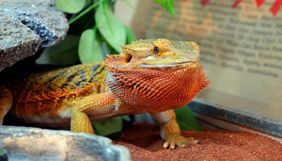 Bearded Dragon Bath Why, When And How To Bathe Your 'Beardie' Kidadl