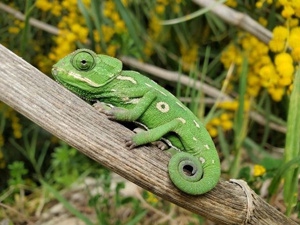 The chameleon is a distinct lizard, and here are facts about the chameleon diet.