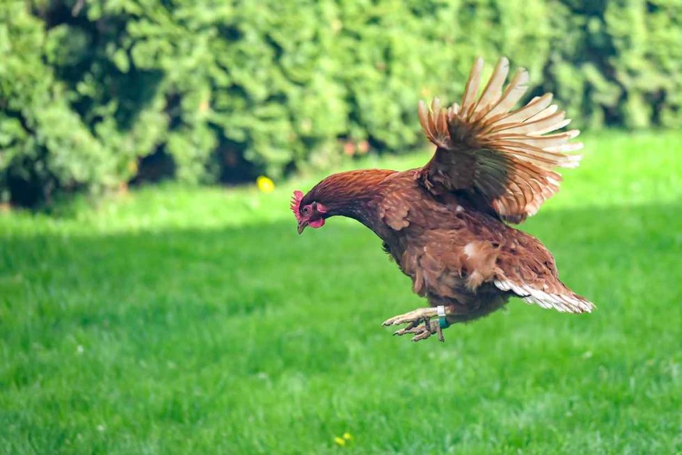 The chicken spread its wings and flies