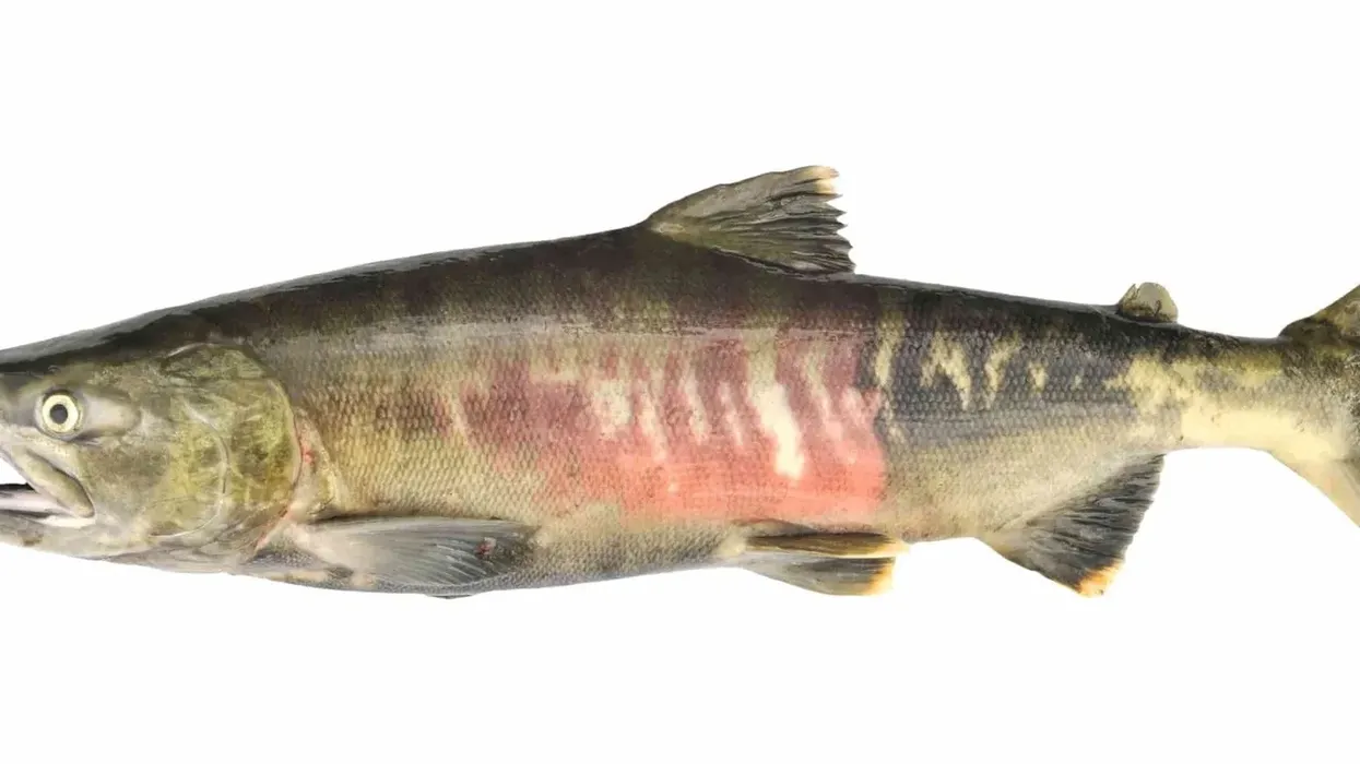The Chum Salmon (Oncorhynchus keta) belongs to the salmon family of anadromous fish