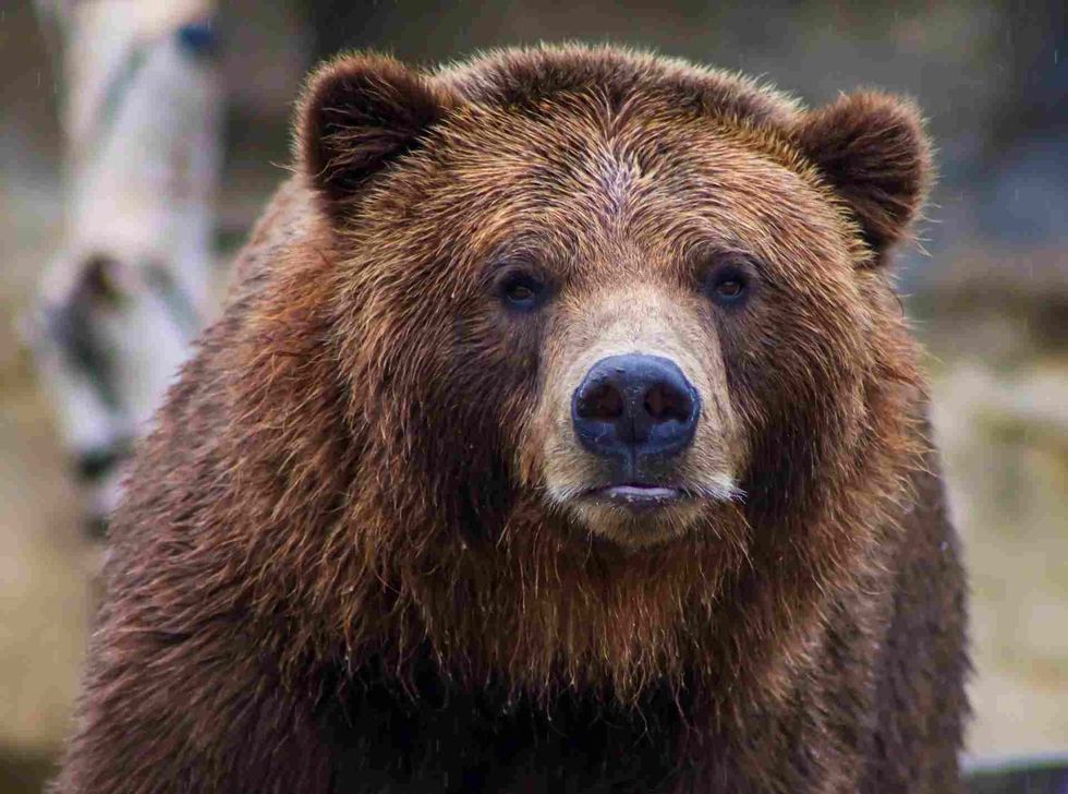 The claws of a grizzly bear are extremely long