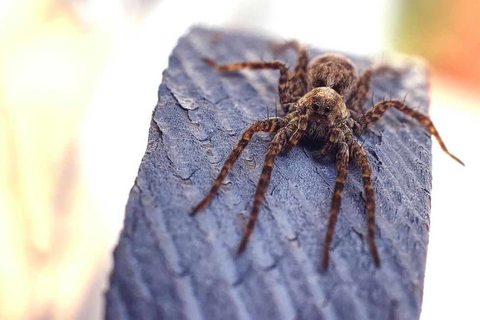 Fun Tarantula Facts For Kids 