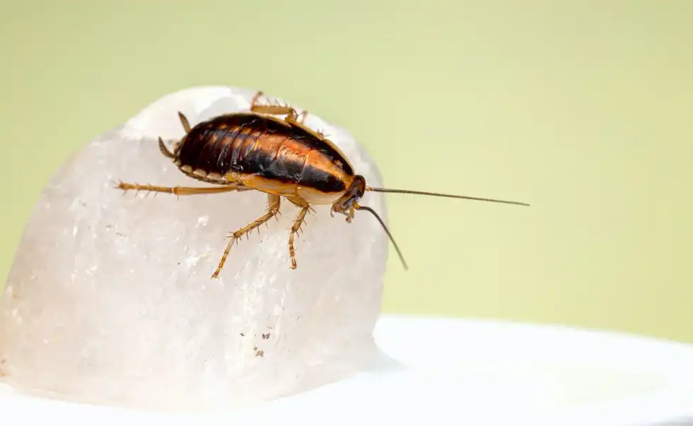 Cockroach Larvae: Complete Lifecycle Process Explained