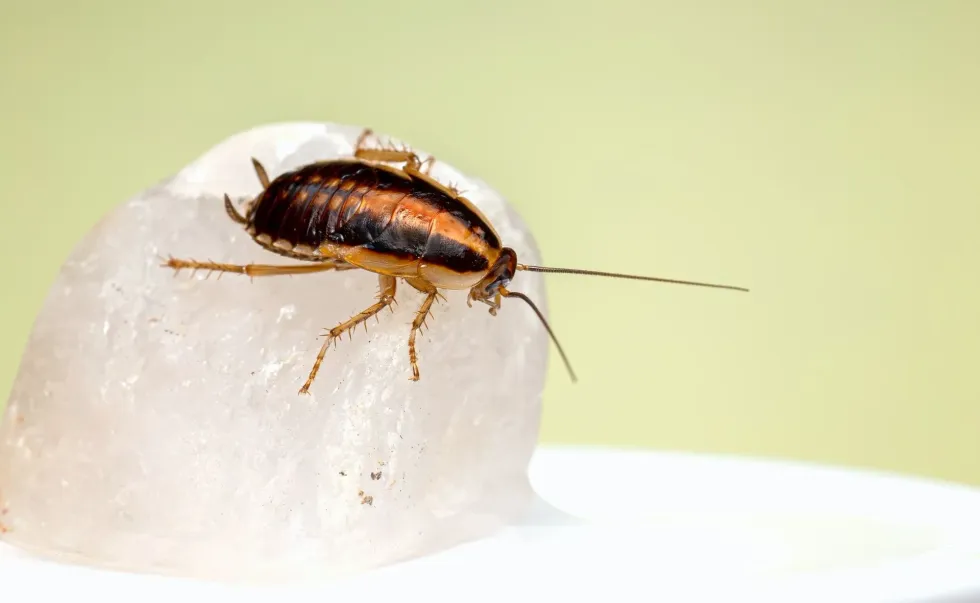 Cockroach Larvae: Complete Lifecycle Process Explained