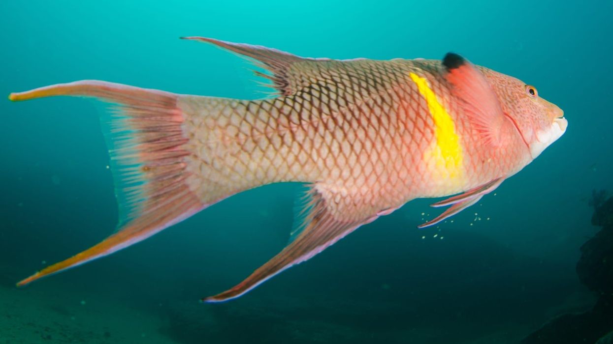 The colorful Mexican hogfish facts on the search for food among the coral reef.