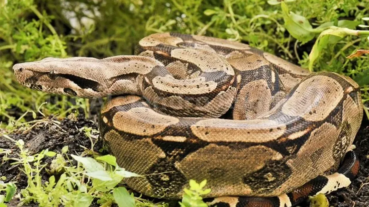 The common boa, also called the long tail boa, is one of the prominent members of the reptile family. Read all the fun long tail boa facts right here!