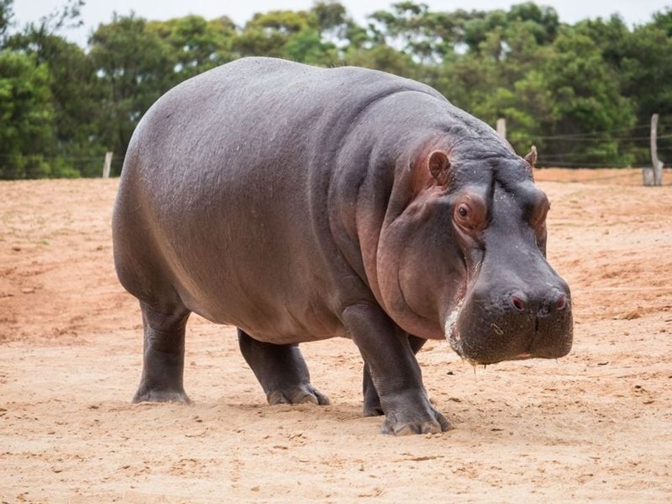The common hippopotamus.
