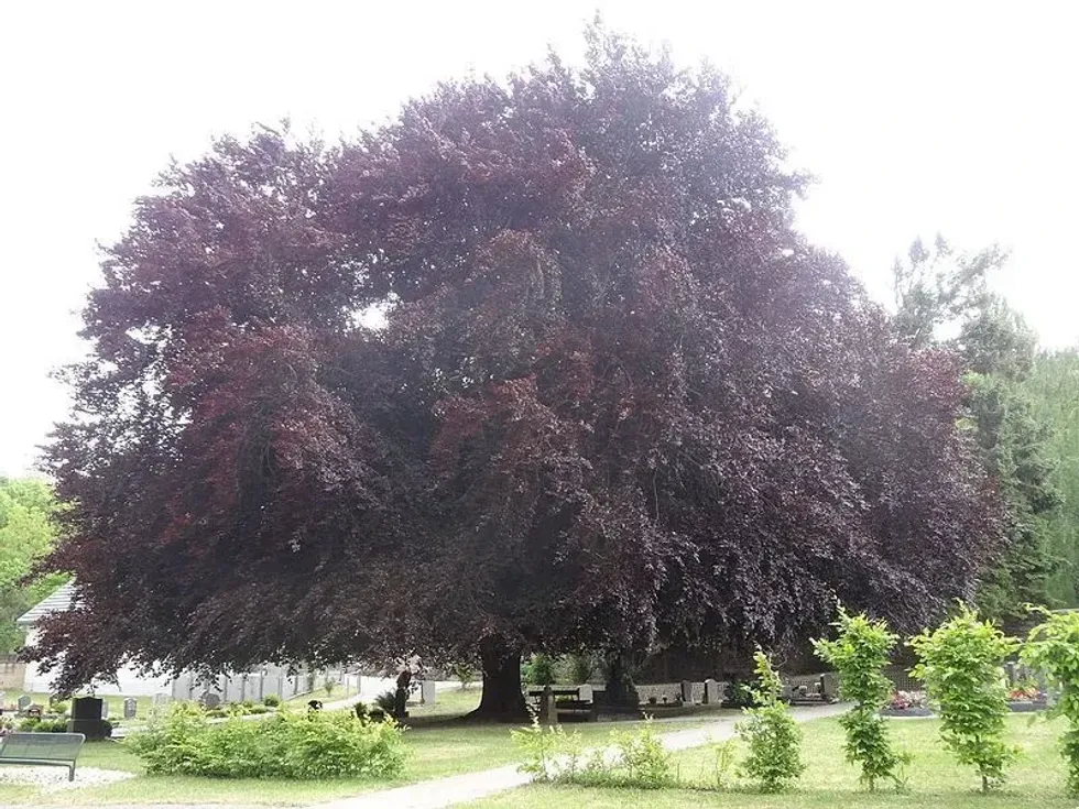 The copper beech tree is a vivid burgundy color. Here are some fun copper beech tree facts!